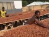 COCOBOD Settles Outstanding GH¢162m Cocoa Bill Obligations in Full COCOBOD Settles Outstanding GH¢162m Cocoa Bill Obligations in Full