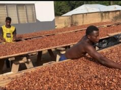 COCOBOD Settles Outstanding GH¢162m Cocoa Bill Obligations in Full COCOBOD Settles Outstanding GH¢162m Cocoa Bill Obligations in Full