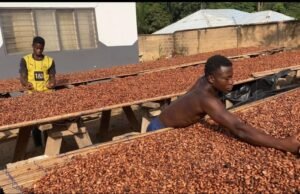 COCOBOD Settles Outstanding GH¢162m Cocoa Bill Obligations in Full COCOBOD Settles Outstanding GH¢162m Cocoa Bill Obligations in Full