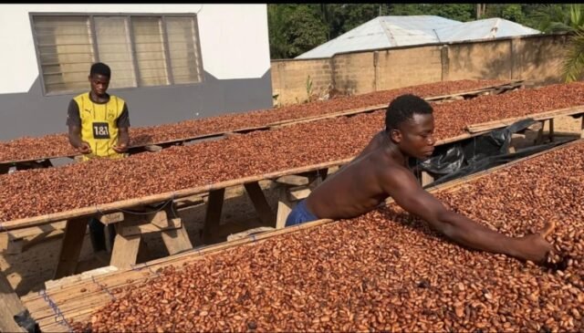 COCOBOD Settles Outstanding GH¢162m Cocoa Bill Obligations in Full
