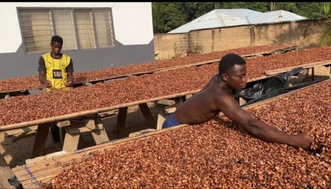 COCOBOD Settles Outstanding GH¢162m Cocoa Bill Obligations in Full COCOBOD Settles Outstanding GH¢162m Cocoa Bill Obligations in Full